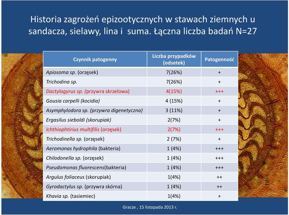 (przywra skrzelowa) 4(15%) +++ Gousia carpelli (kocidia) 4 (15%) + Asymphylodora sp.