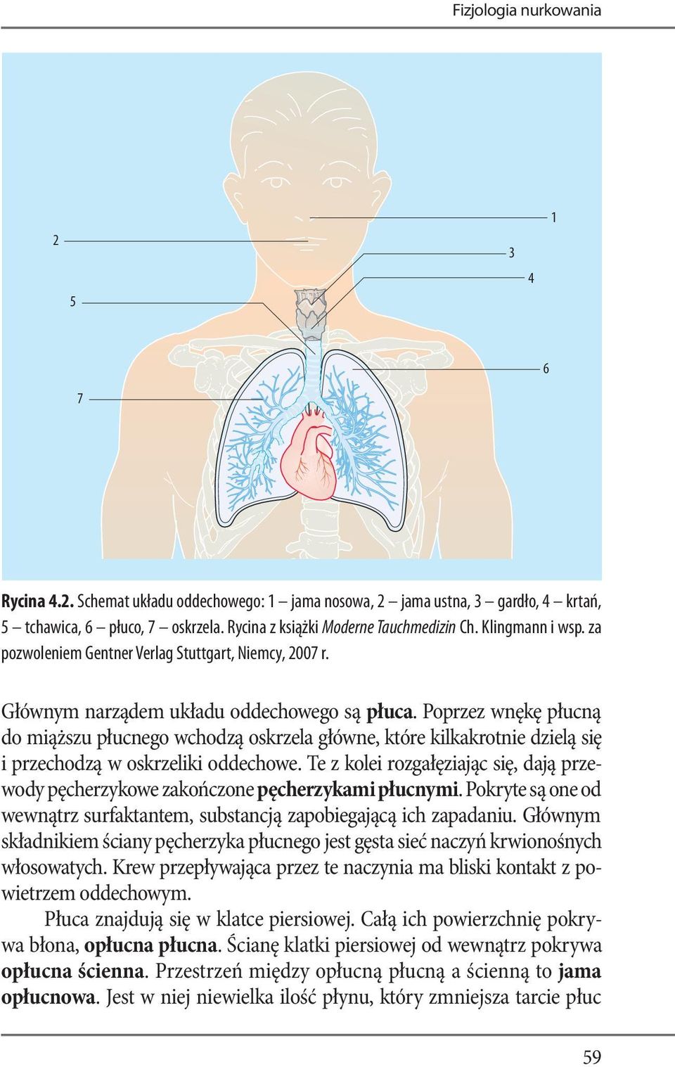 Poprzez wnękę płucną do miąższu płucnego wchodzą oskrzela główne, które kilkakrotnie dzielą się i przechodzą w oskrzeliki oddechowe.