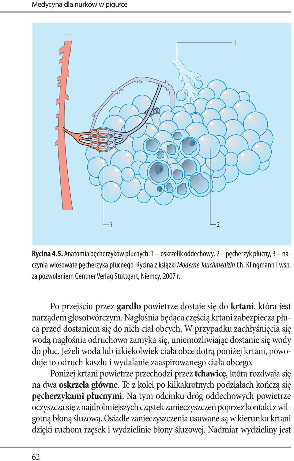 Po przejściu przez gardło powietrze dostaje się do krtani, która jest narządem głosotwórczym. Nagłośnia będąca częścią krtani zabezpiecza płuca przed dostaniem się do nich ciał obcych.