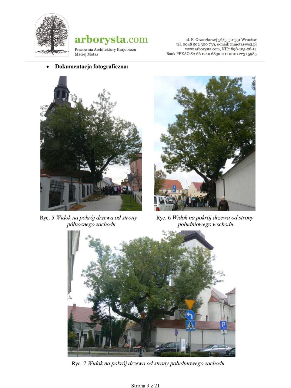 Ryc. 6 Widok na pokrój drzewa od strony południowego