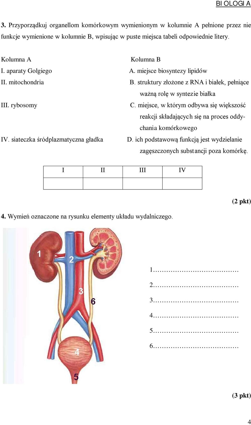 Kolumna A Kolumna B I. aparaty Golgiego A. miejsce biosyntezy lipidów II. mitochondria B. struktury złożone z RNA i białek, pełniące ważną rolę w syntezie białka III.