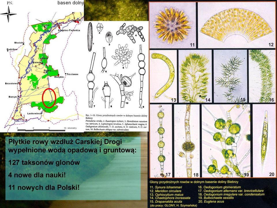 gruntową: 127 taksonów glonów 4