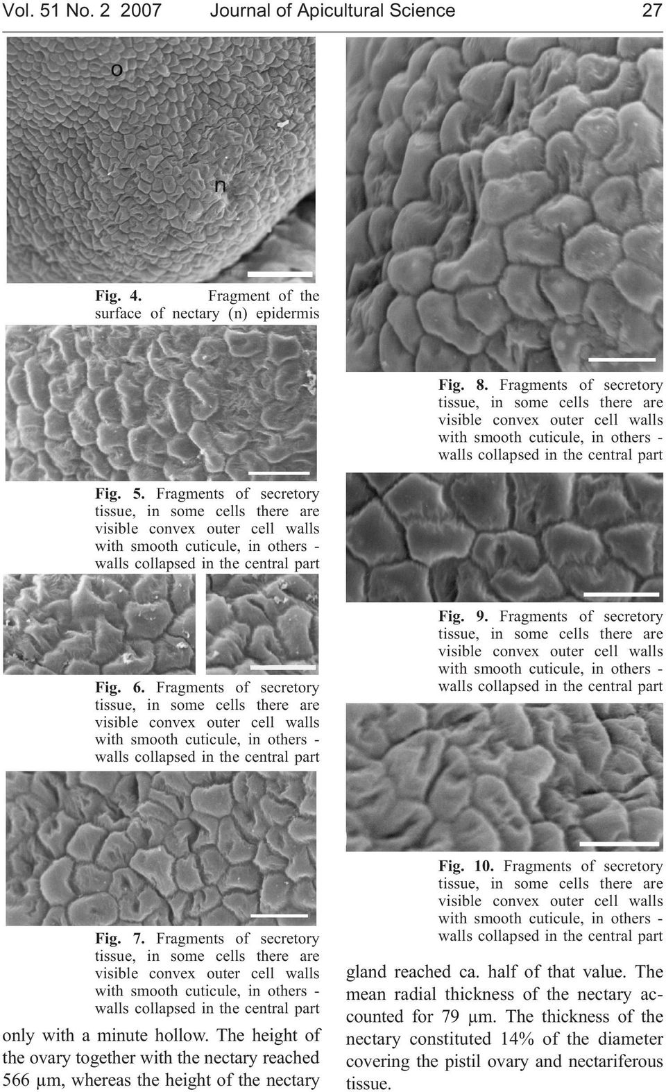 The height of the ovary together with the nectary reached 566 µm, whereas the height of the nectary Fig. 10. Fragments of secretory gland reached ca.