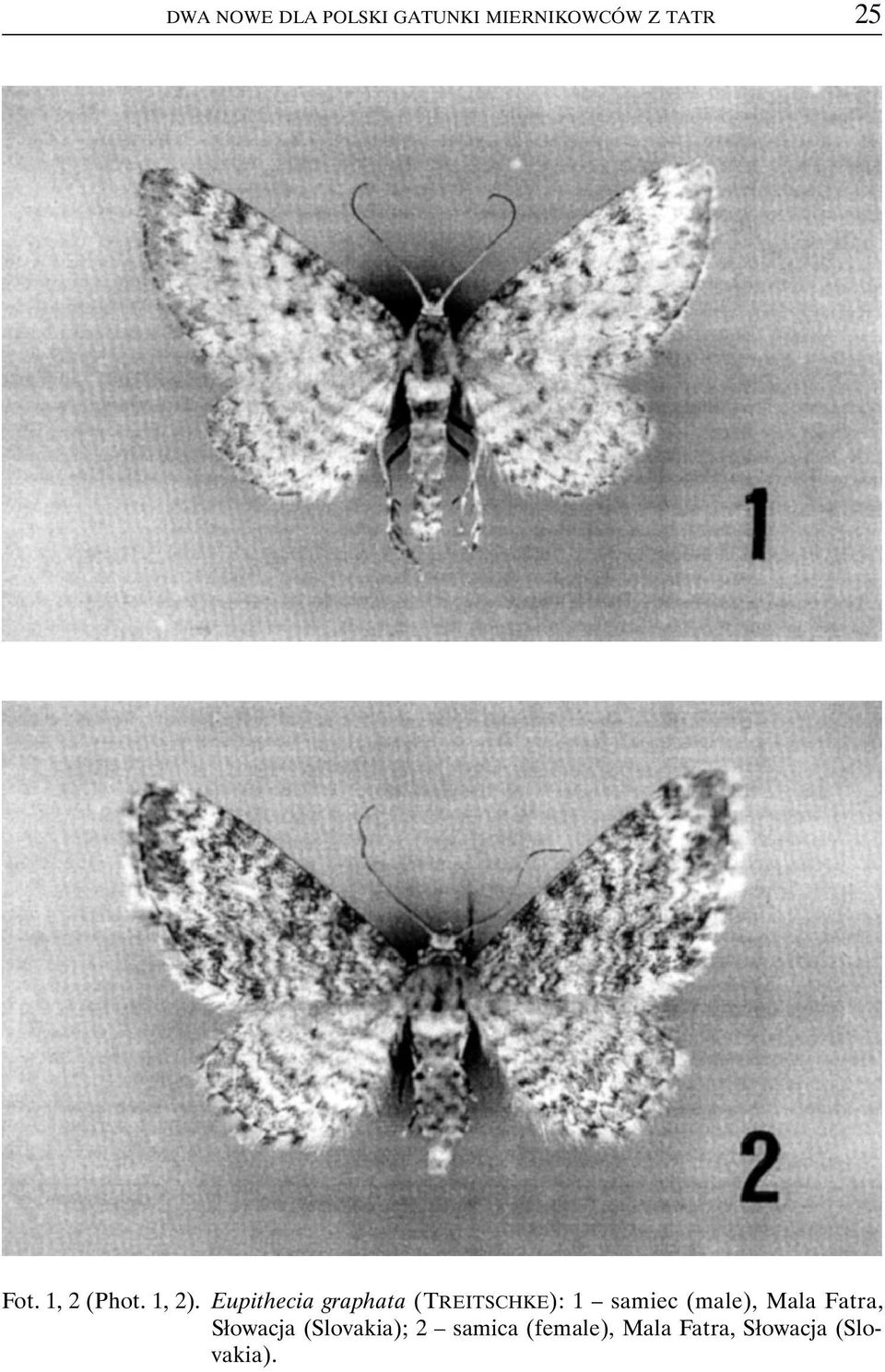 Eupithecia graphata (TREITSCHKE): 1 samiec (male),