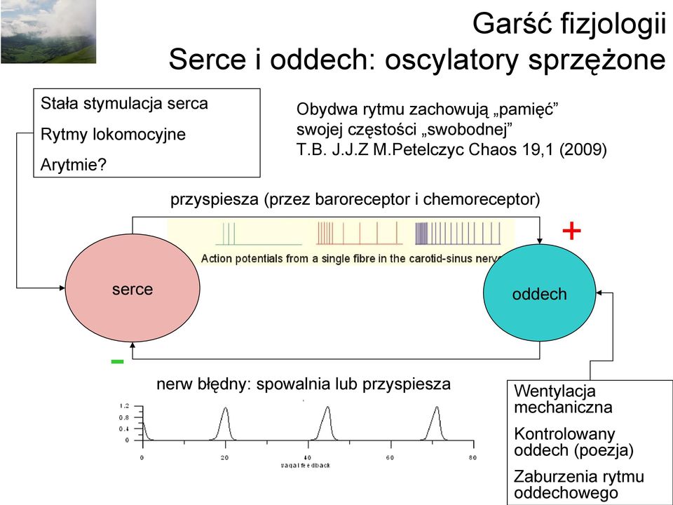 Petelczyc Chaos 19,1 (2009) przyspiesza (przez baroreceptor i chemoreceptor) + serce - oddech