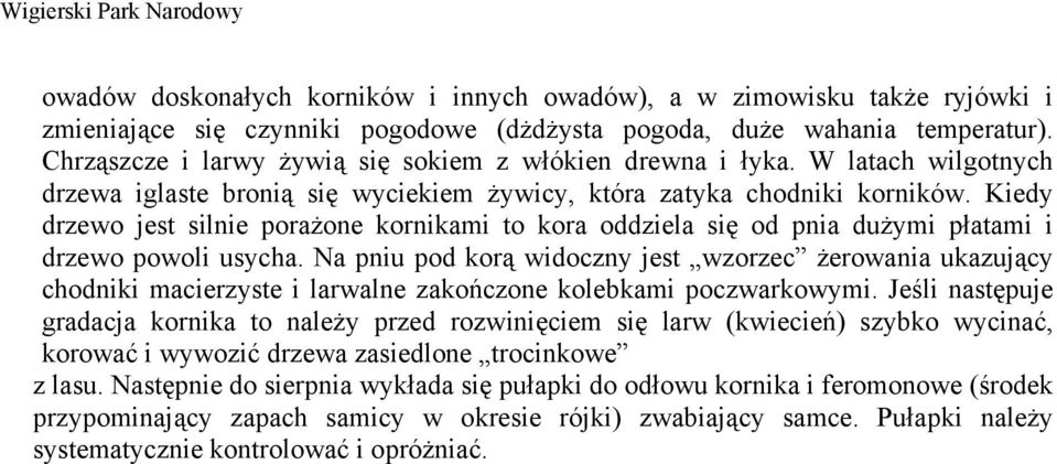 Kiedy drzewo jest silnie porażone kornikami to kora oddziela się od pnia dużymi płatami i drzewo powoli usycha.