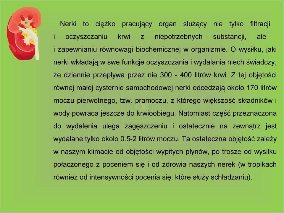 Z tej objętości równej małej cysternie samochodowej nerki odcedzają około 170 litrów moczu pierwotnego, tzw. pramoczu, z którego większość składników i wody powraca jeszcze do krwioobiegu.