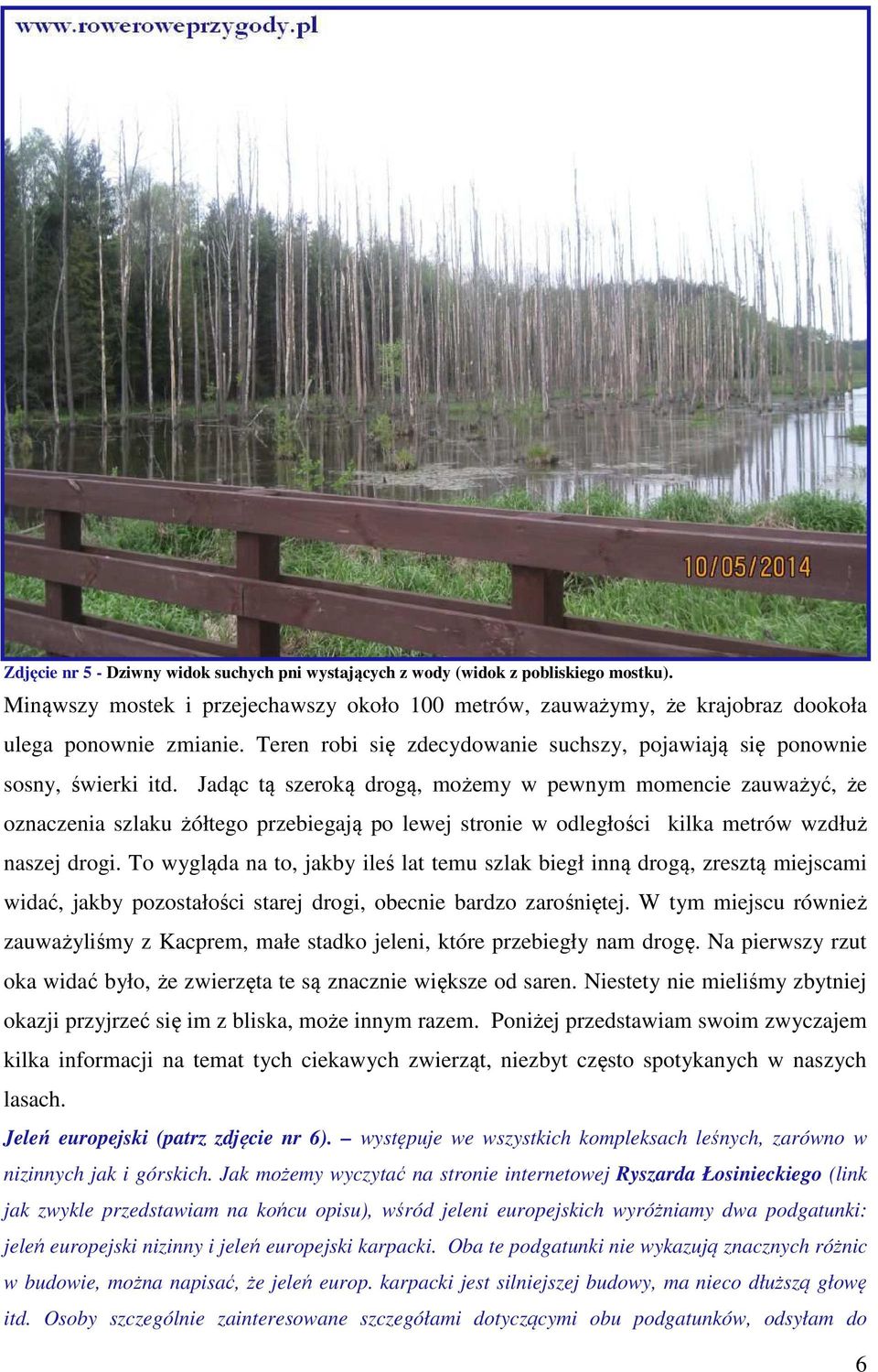 Jadąc tą szeroką drogą, możemy w pewnym momencie zauważyć, że oznaczenia szlaku żółtego przebiegają po lewej stronie w odległości kilka metrów wzdłuż naszej drogi.