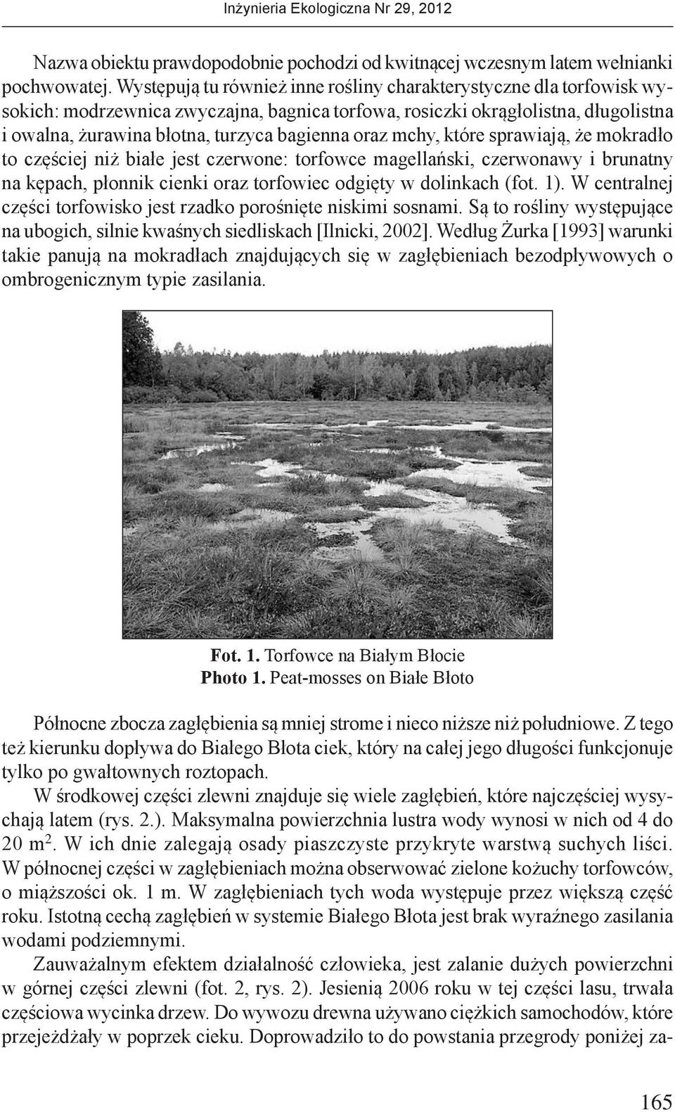 oraz mchy, które sprawiają, że mokradło to częściej niż białe jest czerwone: torfowce magellański, czerwonawy i brunatny na kępach, płonnik cienki oraz torfowiec odgięty w dolinkach (fot. 1).