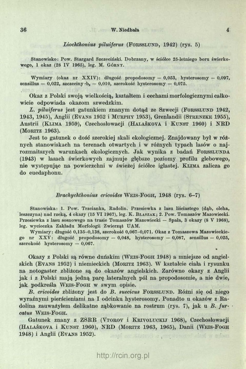 Okaz z Polski swoją wielkością, kształtem i cechami morfologicznymi całkowicie odpowiada okazom szwedzkim. L.