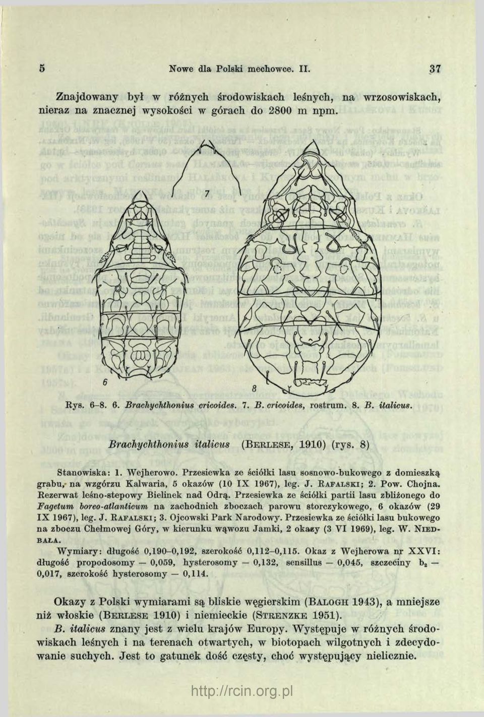Przesiewka ze ściółki lasu sosnowo-bukowego z domieszką grabu, n a wzgórzu Kalwaria, 5 okazów (10 IX 1967), leg. J. R a f a l s k i ; 2. Pow. Chojna. Rezerw at leśno-stepowy Bielinek nad Odrą.