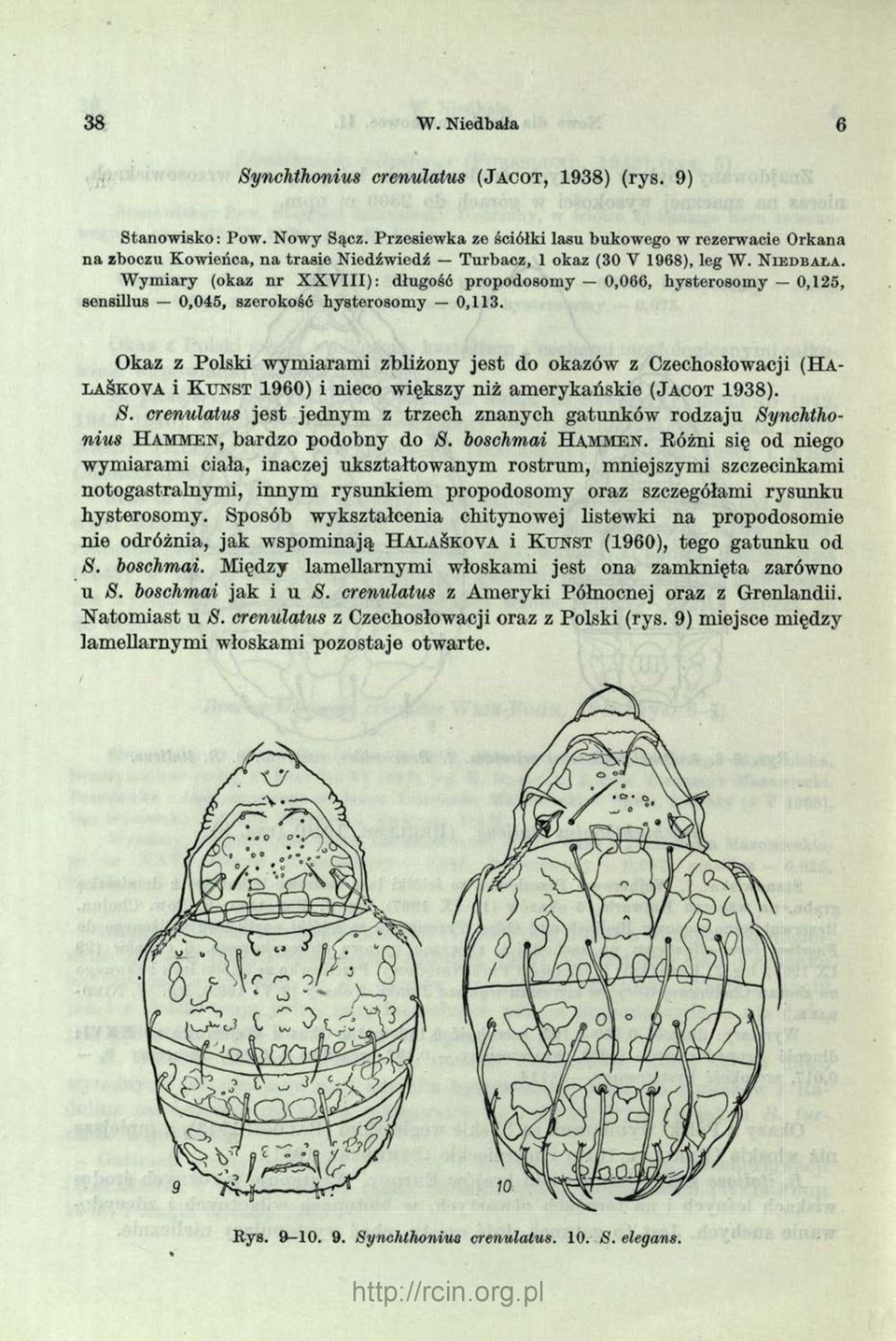 W ym iary (okaz n r X X V III): długość propodosom y 0,066, bysterosom y 0,125, sensillus 0,045, szerokość hysterosom y 0,113.