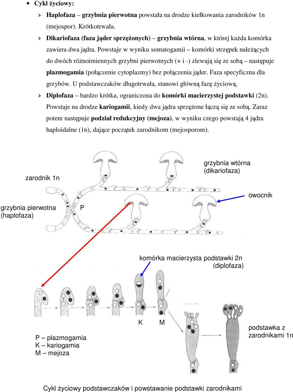 Powstaje w wyniku somatogamii komórki strzępek naleŝących do dwóch róŝnoimiennych grzybni pierwotnych (+ i -) zlewają się ze sobą następuje plazmogamia (połączenie cytoplazmy) bez połączenia jąder.