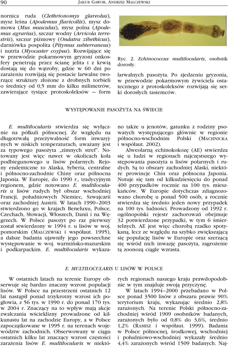 Rozwijające się w przewodzie pokarmowym gryzoni onkosfery penetrują przez ścianę jelita i z krwią dostają się do wątroby, gdzie w 60 dni po zarażeniu rozwijają się postacie larwalne tworzące