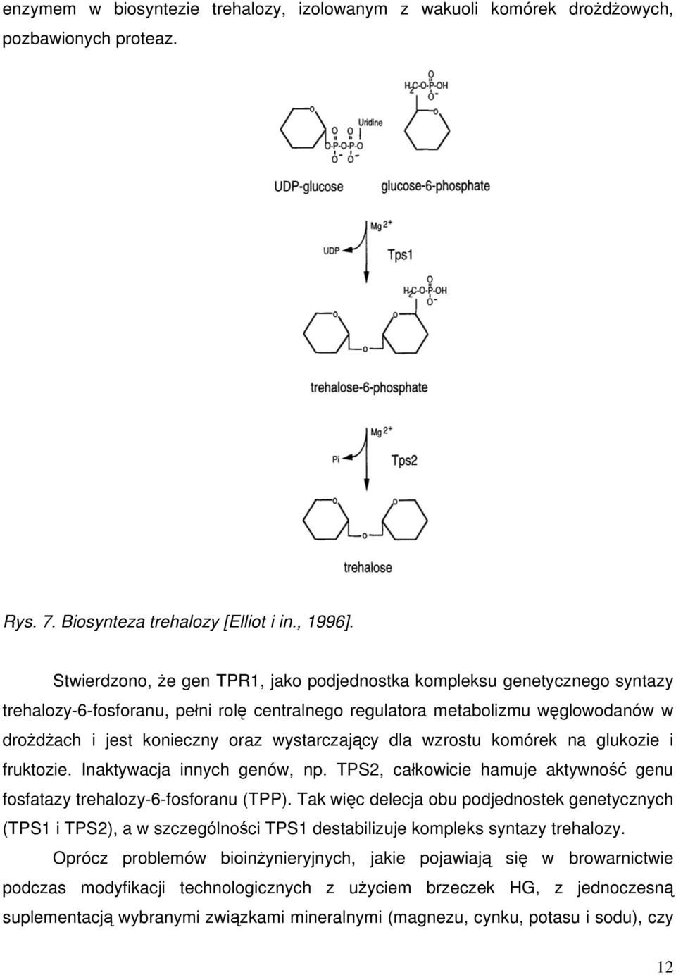 wystarczający dla wzrostu komórek na glukozie i fruktozie. Inaktywacja innych genów, np. TPS2, całkowicie hamuje aktywność genu fosfatazy trehalozy-6-fosforanu (TPP).