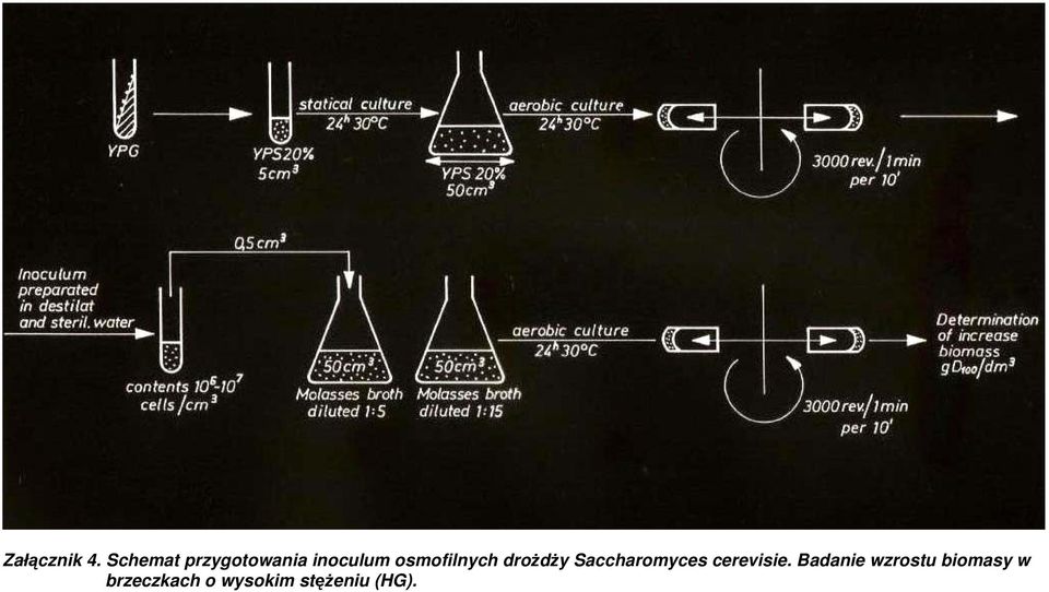 osmofilnych drożdży Saccharomyces