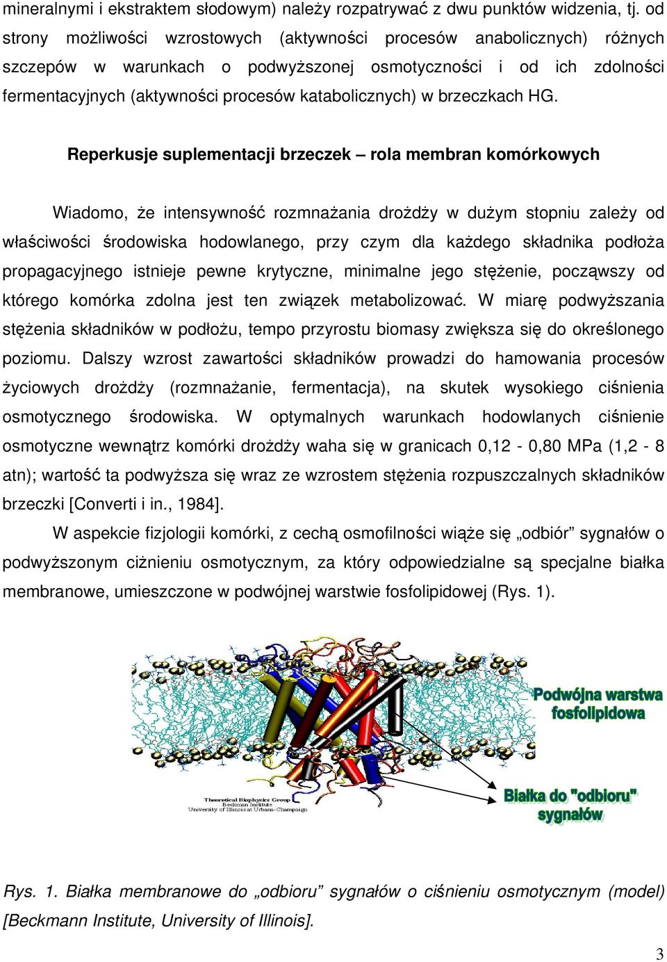 w brzeczkach HG.