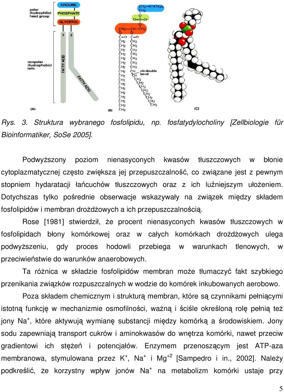 luźniejszym ułożeniem. Dotychszas tylko pośrednie obserwacje wskazywały na związek między składem fosfolipidów i membran drożdżowych a ich przepuszczalnością.