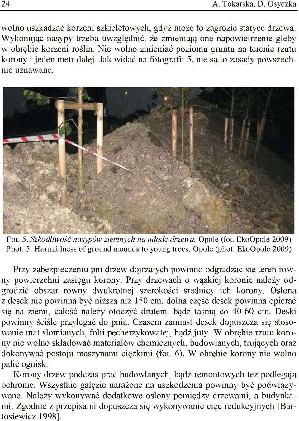 Jak widać na fotografii 5, nie są to zasady powszechnie uznawane. Fot. 5. Szkodliwość nasypów ziemnych na młode drzewa. Opole (fot. EkoOpole 2009) Phot. 5. Harmfulness of ground mounds to young trees.