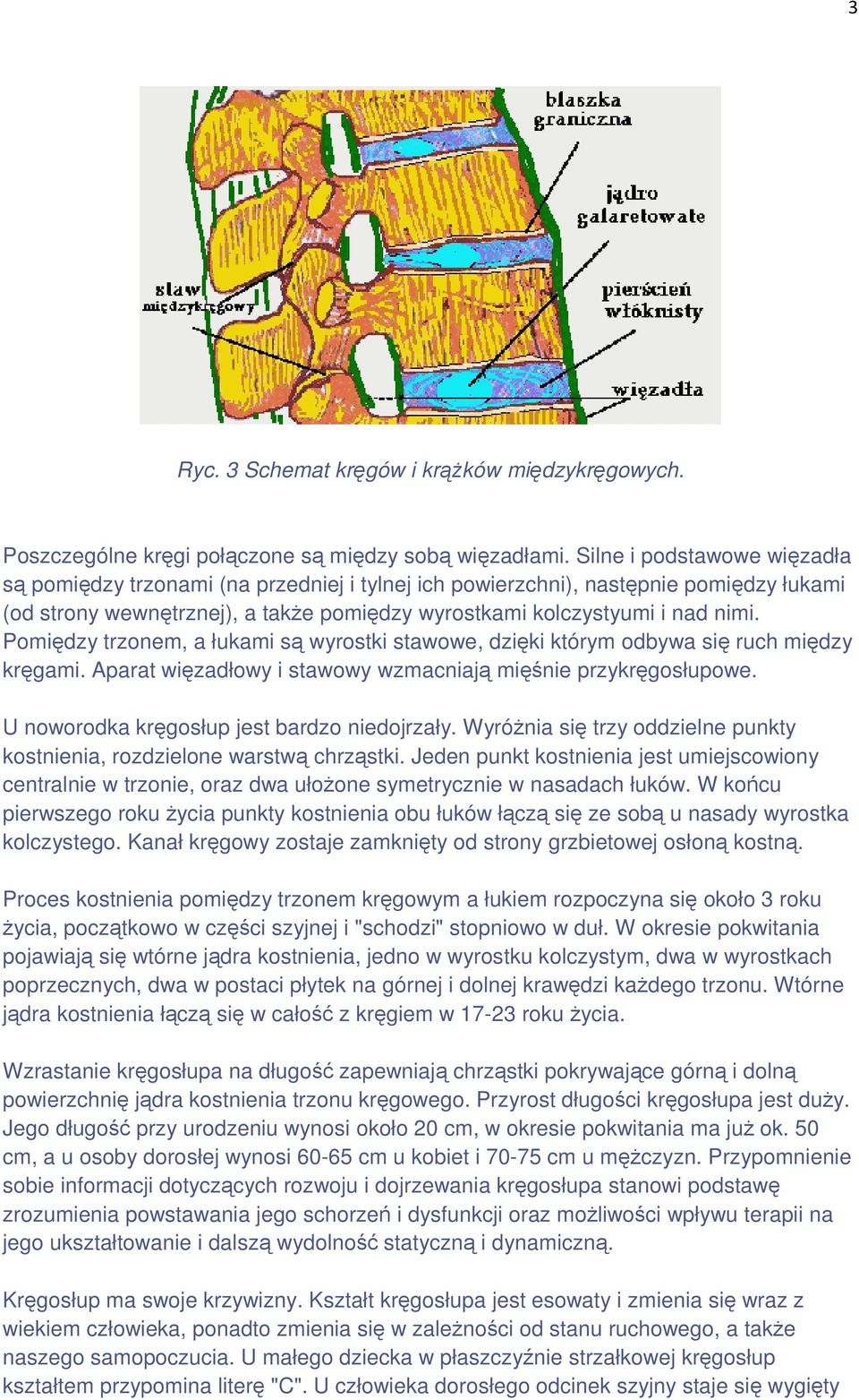 Pomiędzy trzonem, a łukami są wyrostki stawowe, dzięki którym odbywa się ruch między kręgami. Aparat więzadłowy i stawowy wzmacniają mięśnie przykręgosłupowe.