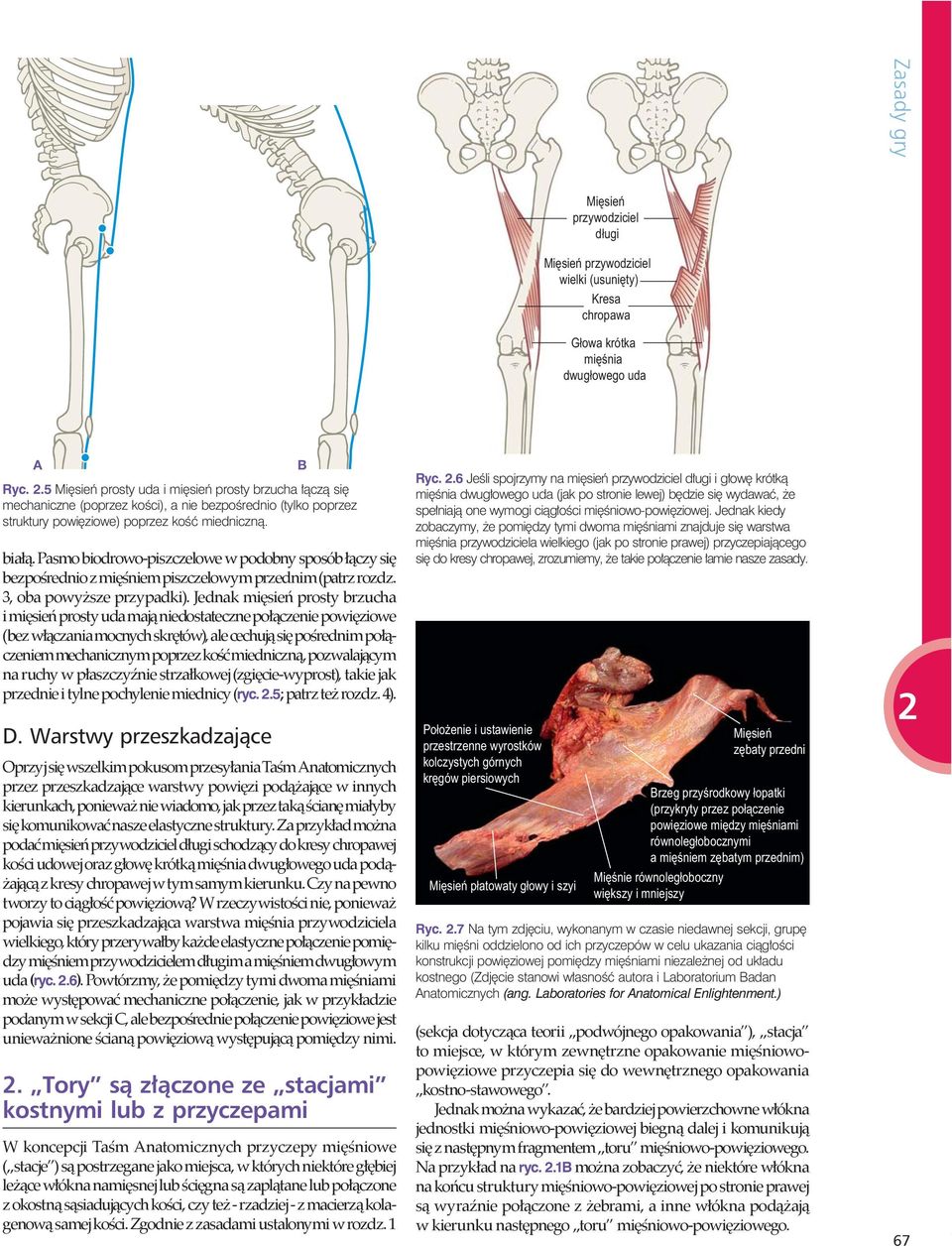 Pasmo biodrowo-piszczelowe w podobny sposób czy si bezpo rednio z mi niem piszczelowym przednim (patrz rozdz. 3, oba powy sze przypadki).