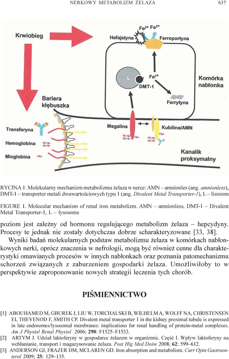 AMN amnionless, DMT-1 Divalent Metal Transporter-1, L lysosome poziom jest zale ny od hormonu reguluj¹cego metabolizm elaza hepcydyny.