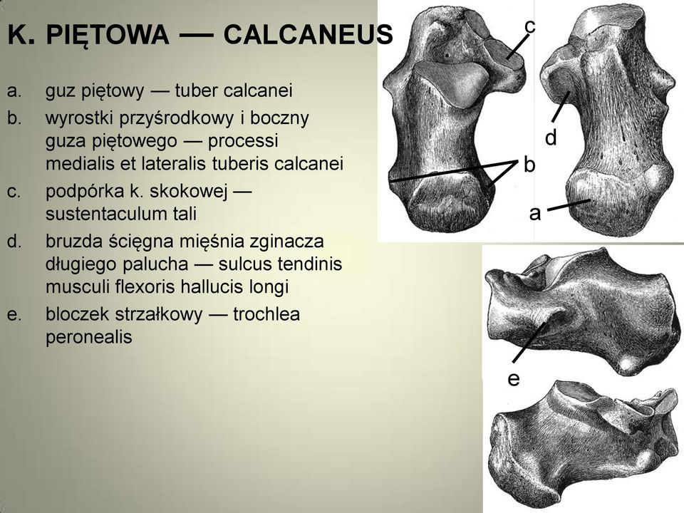calcanei c. podpórka k. skokowej sustentaculum tali d.