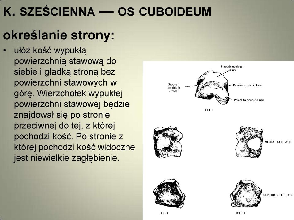 Wierzchołek wypukłej powierzchni stawowej będzie znajdował się po stronie