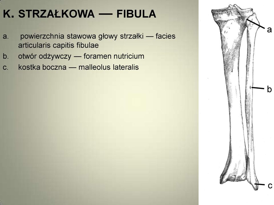articularis capitis fibulae b.