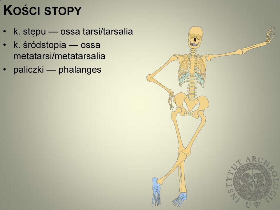 k. śródstopia ossa