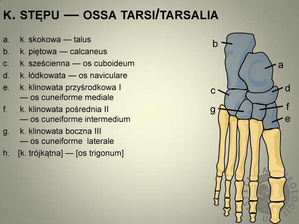 k. klinowata pośrednia II os cuneiforme intermedium g. k. klinowata boczna III os cuneiforme laterale h.