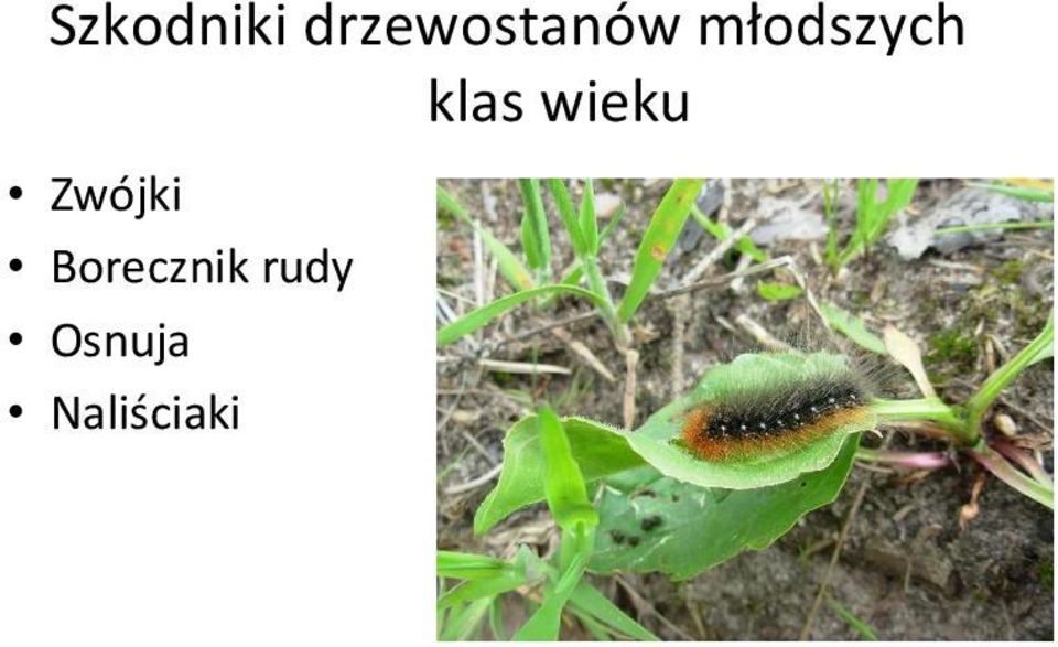 młodszych klas wieku