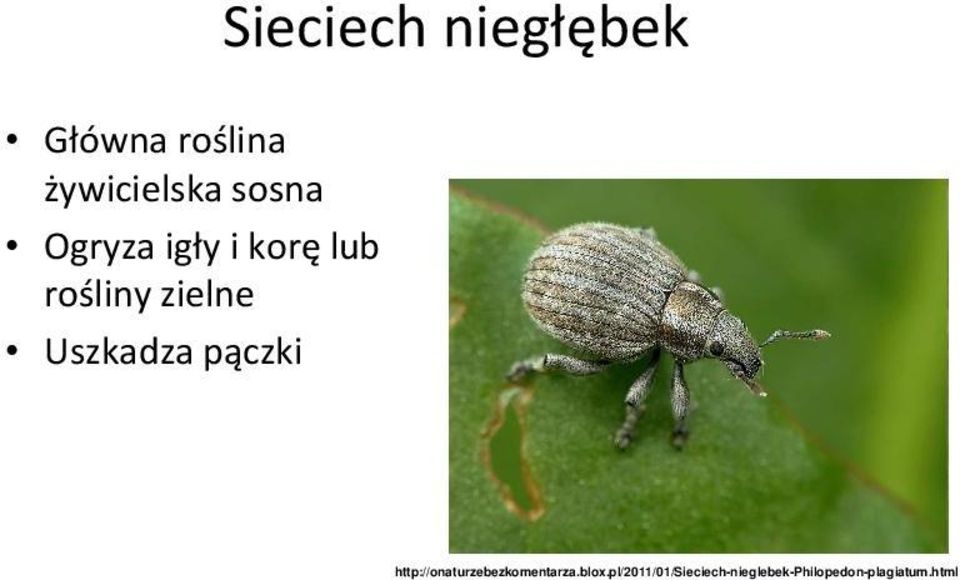 niegłębek http://onaturzebezkomentarza.blox.