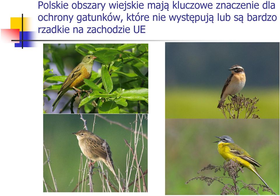 gatunków, które nie występują