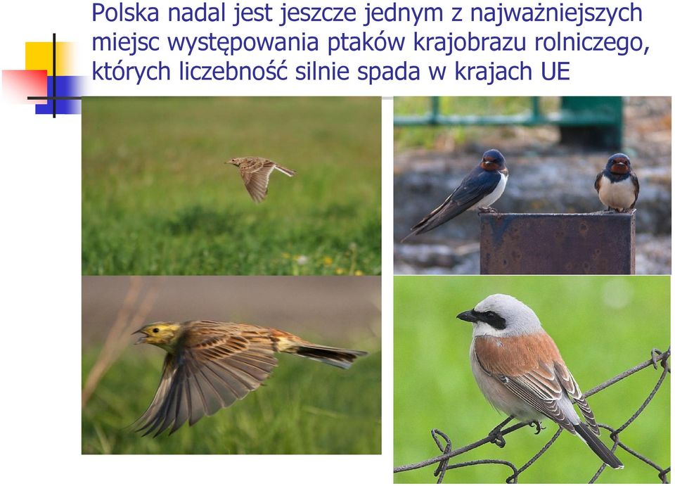 ptaków krajobrazu rolniczego,