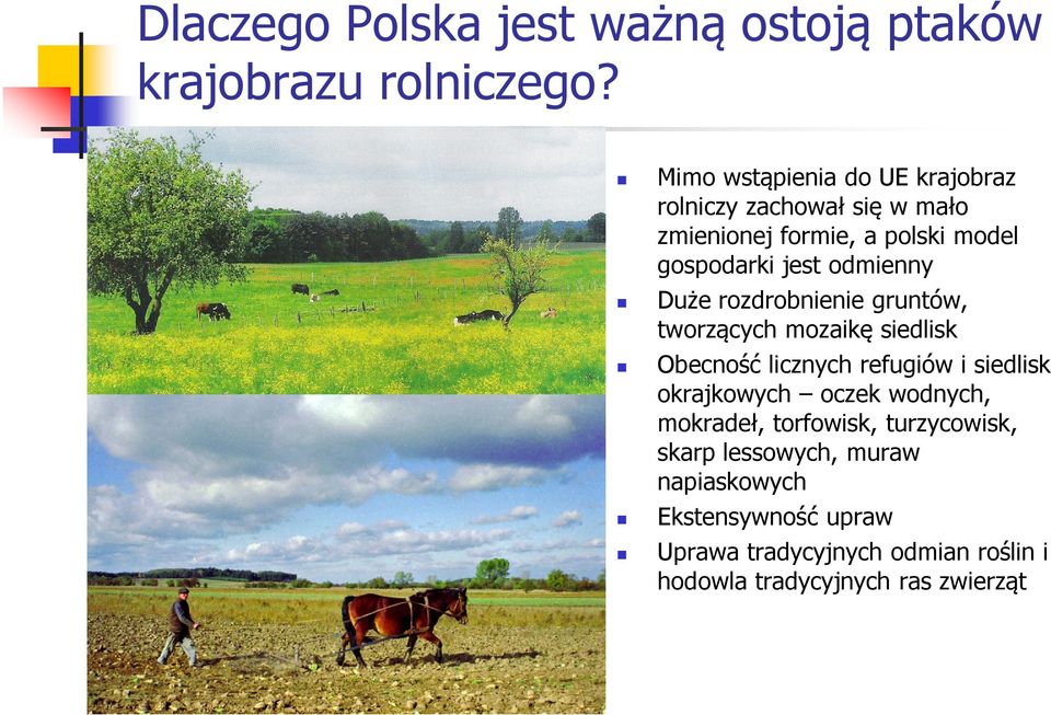 odmienny Duże rozdrobnienie gruntów, tworzących mozaikę siedlisk Obecność licznych refugiów i siedlisk okrajkowych