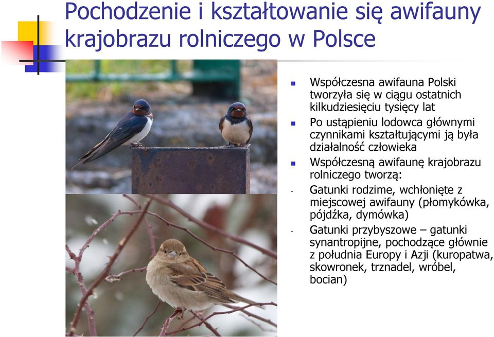 Współczesną awifaunę krajobrazu rolniczego tworzą: - Gatunki rodzime, wchłonięte z miejscowej awifauny (płomykówka, pójdźka,