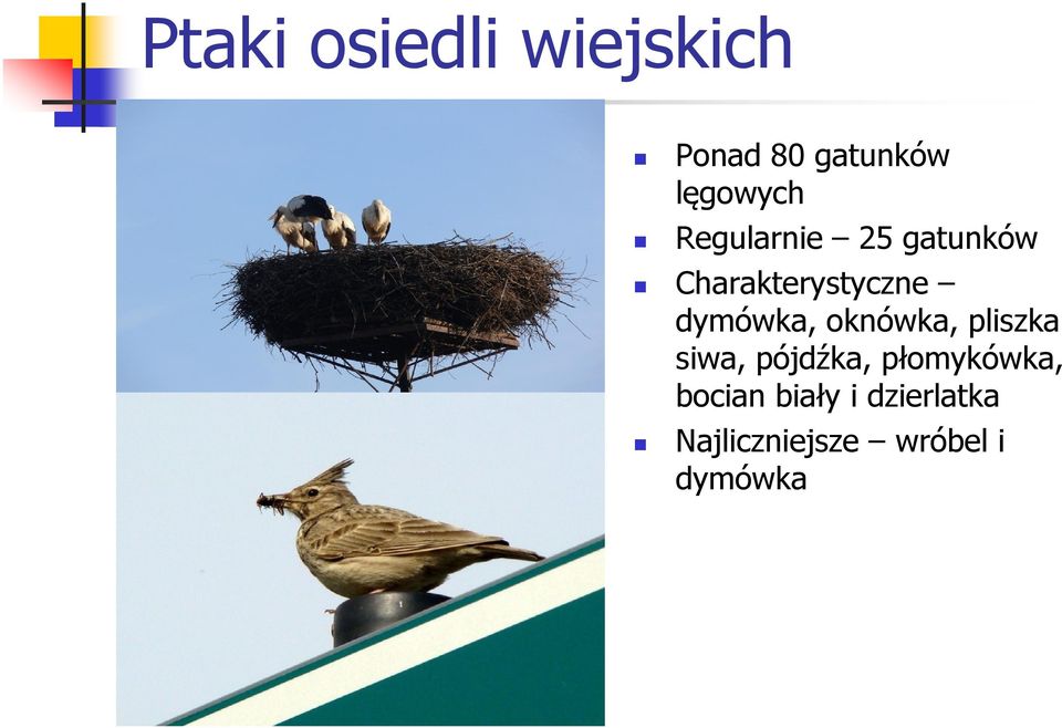 oknówka, pliszka siwa, pójdźka, płomykówka, bocian