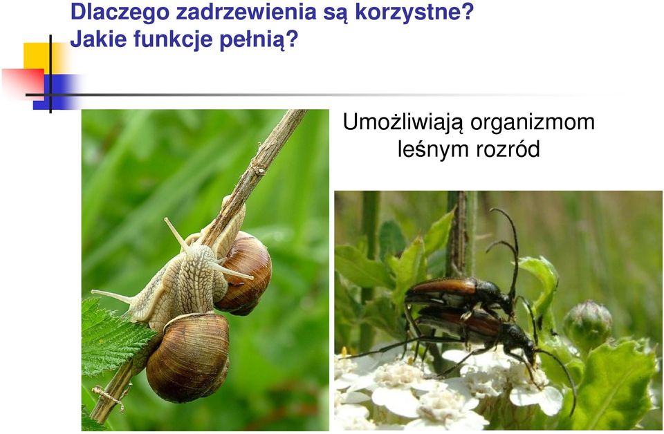 Jakie funkcje pełnią?