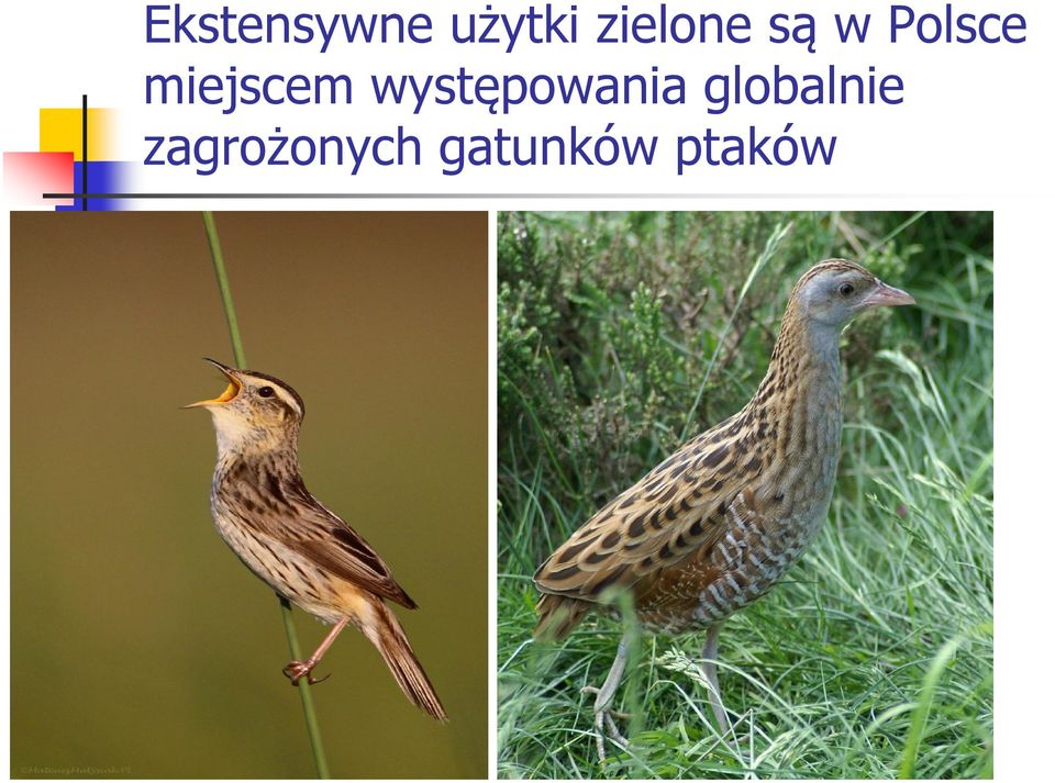 miejscem występowania