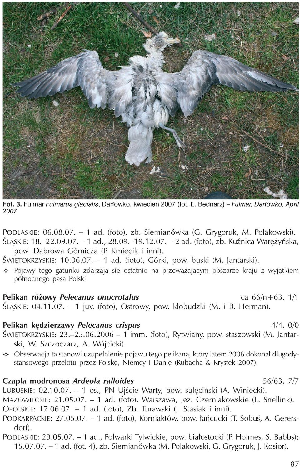 Pojawy tego gatunku zdarzają się ostatnio na przeważającym obszarze kraju z wyjątkiem północnego pasa Polski. Pelikan różowy Pelecanus onocrotalus ca 66/n+63, 1/1 ŚLĄSKIE: 04.11.07. 1juv.