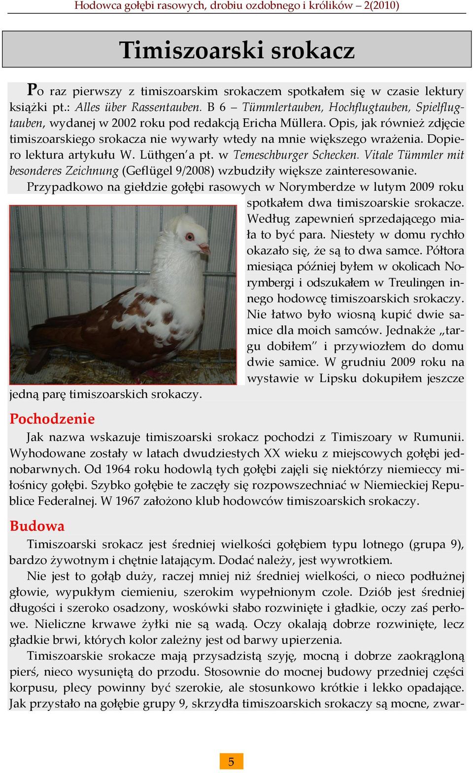 Dopiero lektura artykułu W. Lüthgen a pt. w Temeschburger Schecken. Vitale Tümmler mit besonderes Zeichnung (Geflügel 9/2008) wzbudziły większe zainteresowanie.