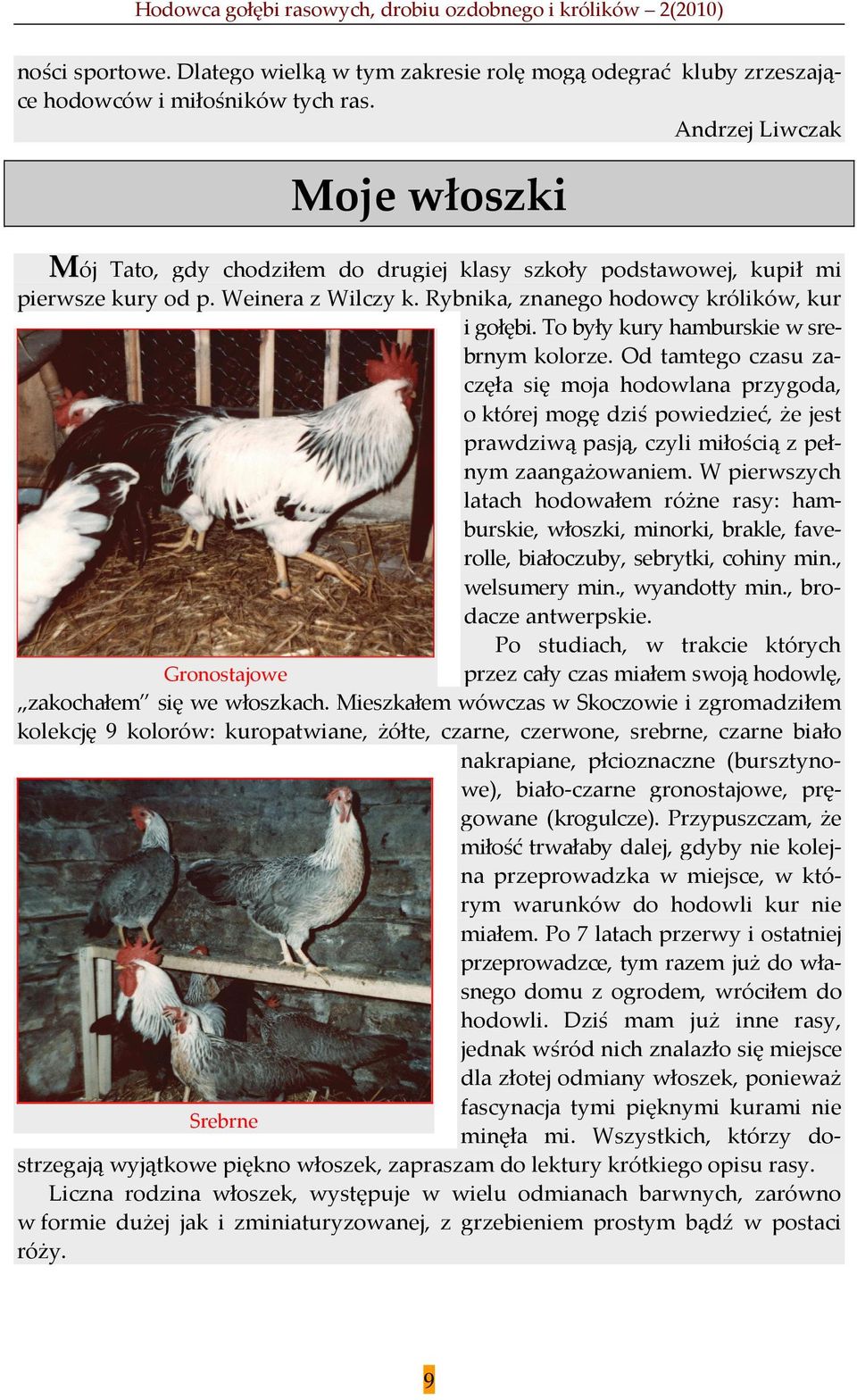 To były kury hamburskie w srebrnym kolorze. Od tamtego czasu zaczęła się moja hodowlana przygoda, o której mogę dziś powiedzieć, że jest prawdziwą pasją, czyli miłością z pełnym zaangażowaniem.
