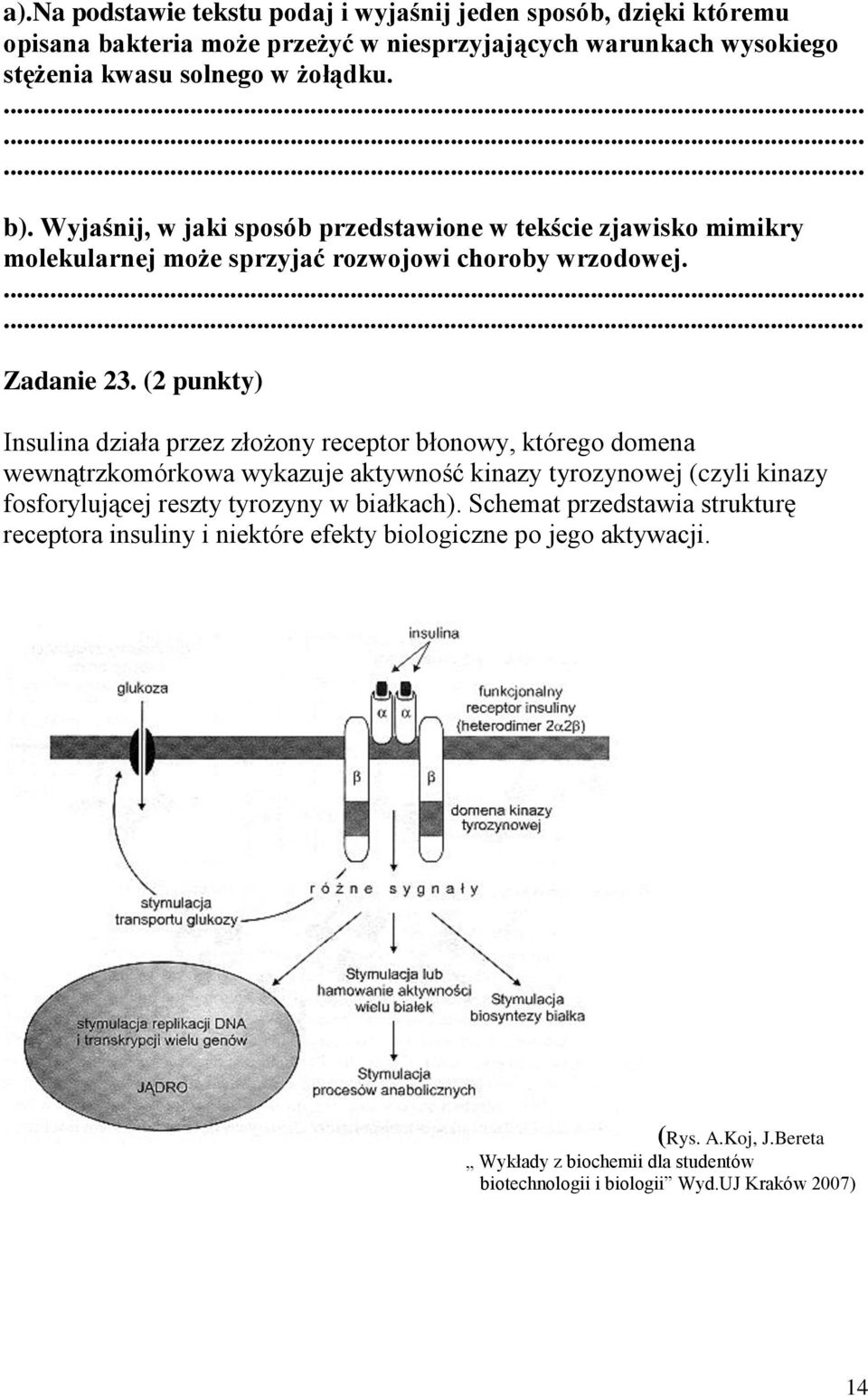 (2 punkty) Insulina działa przez złożony receptor błonowy, którego domena wewnątrzkomórkowa wykazuje aktywność kinazy tyrozynowej (czyli kinazy fosforylującej reszty tyrozyny