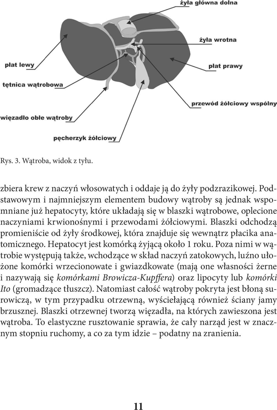 Blaszki odchodzą promieniście od żyły środkowej, która znajduje się wewnątrz płacika anatomicznego. Hepatocyt jest komórką żyjącą około 1 roku.