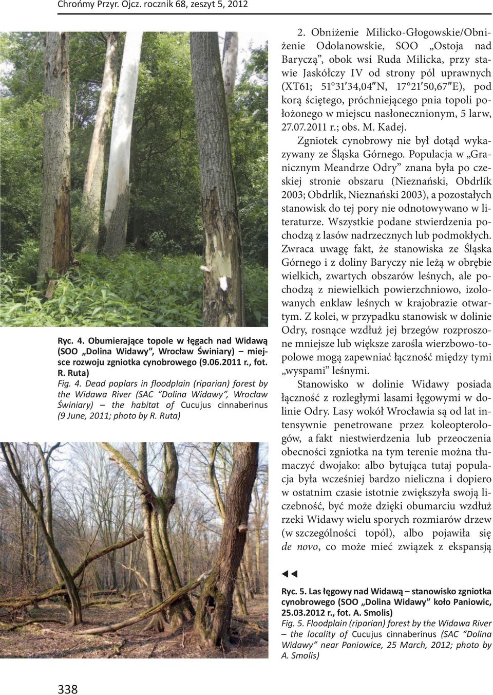 Obniżenie Milicko-Głogowskie/Obniżenie Odolanowskie, SOO Ostoja nad Baryczą, obok wsi Ruda Milicka, przy stawie Jaskółczy IV od strony pól uprawnych (XT61; 51 31 34,04 N, 17 21 50,67 E), pod korą