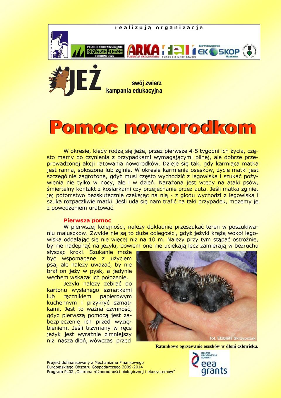 W okresie karmienia osesków, życie matki jest szczególnie zagrożone, gdyż musi często wychodzić z legowiska i szukać pożywienia nie tylko w nocy, ale i w dzień.