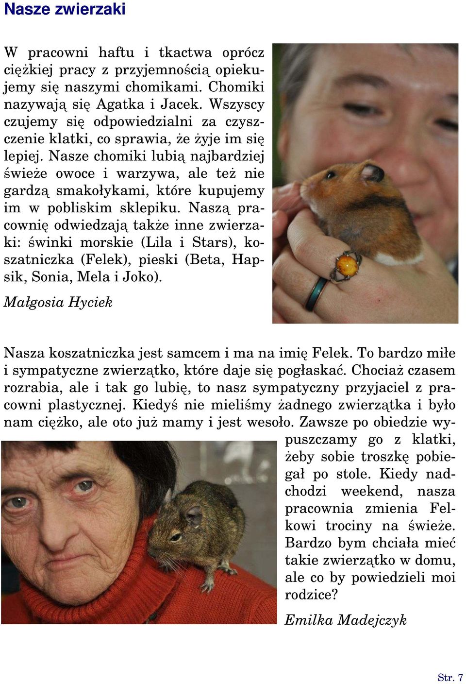 Nasze chomiki lubią najbardziej świeże owoce i warzywa, ale też nie gardzą smakołykami, które kupujemy im w pobliskim sklepiku.