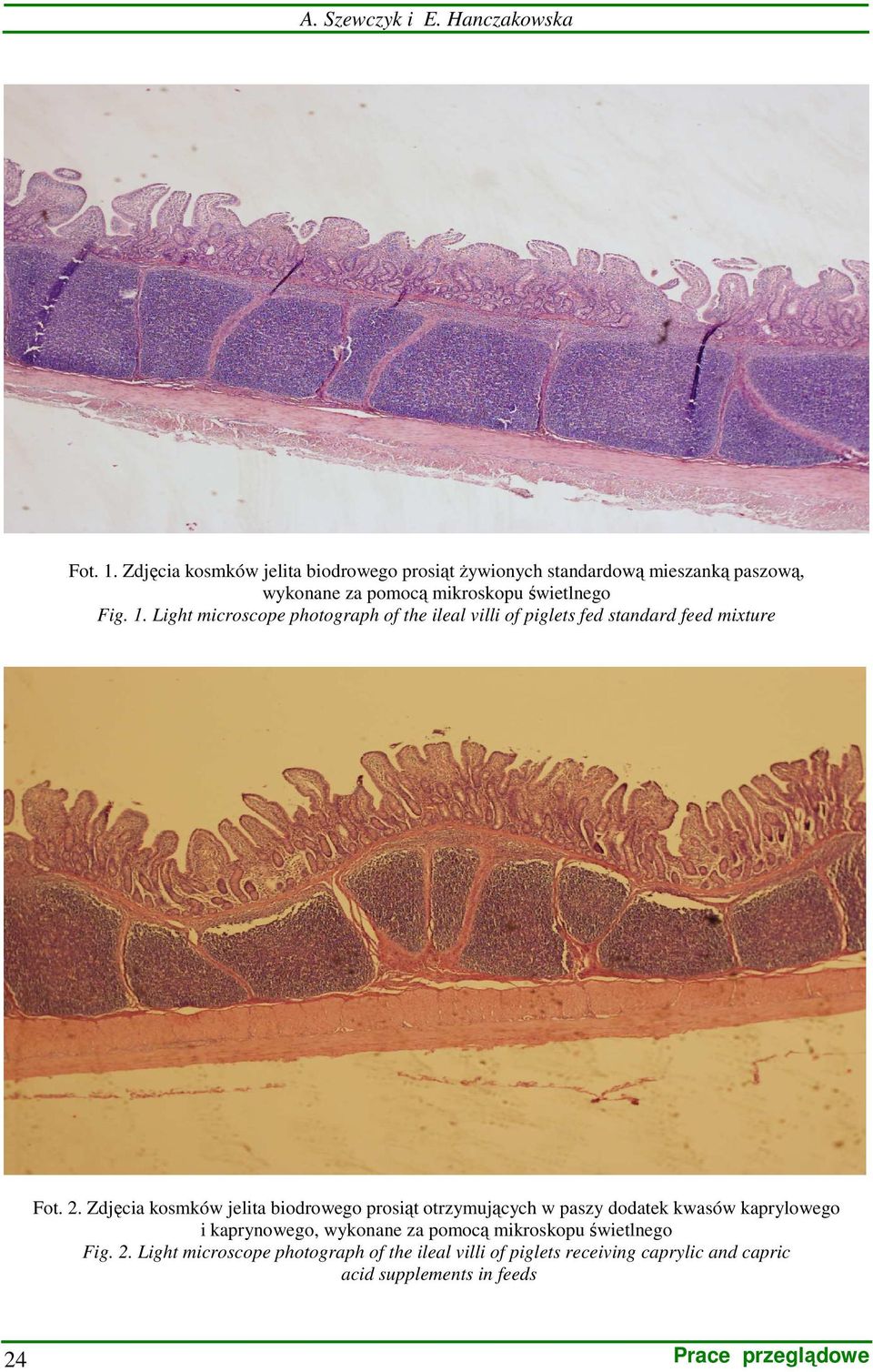 Light microscope photograph of the ileal villi of piglets fed standard feed mixture Fot. 2.