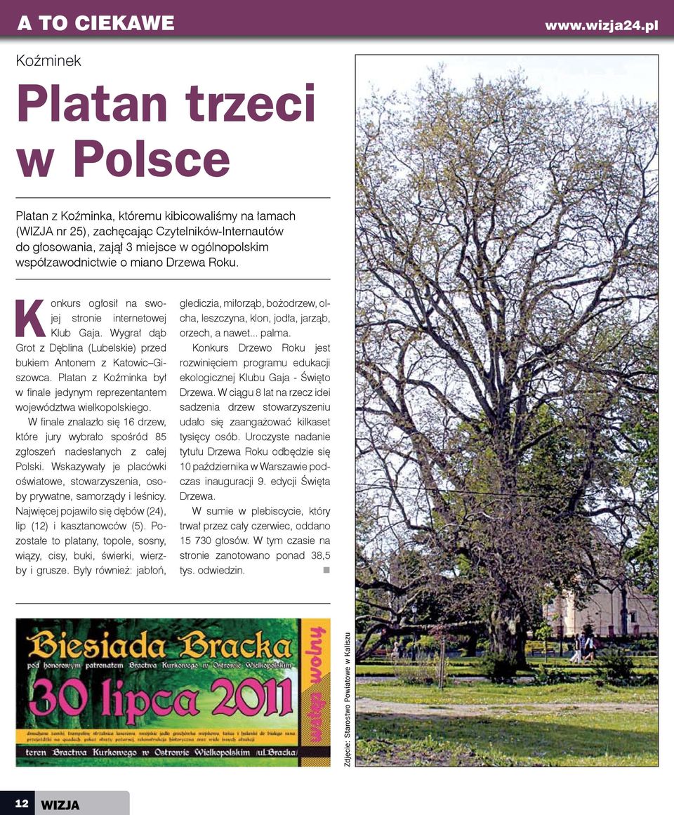 Platan z Koźminka był w finale jedynym reprezentantem województwa wielkopolskiego. W finale znalazło się 16 drzew, które jury wybrało spośród 85 zgłoszeń nadesłanych z całej Polski.